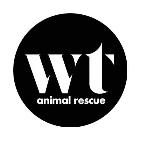 wolftrapanimalrescue instagram cats dogs pets Sticker