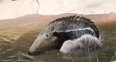 anteater GIF