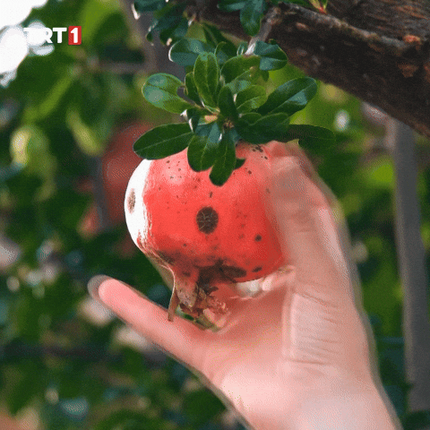 How To Wow GIF by TRT