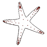 Star Sea Sticker by Compania Fantastica