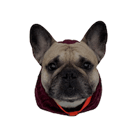 kipatiivola dog pet french bulldog bosse Sticker