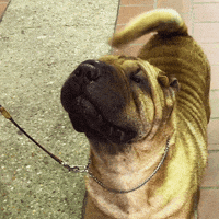 dog show GIF by Westminster Kennel Club
