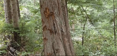woods GIF