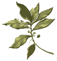 Apple Leaf Sticker