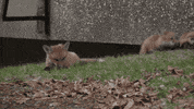 wisconsin foxes GIF by uwmadison