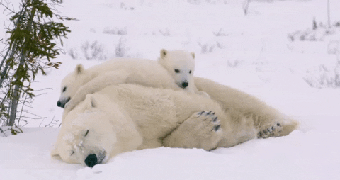 Polar Bear Bears GIF by Oceana