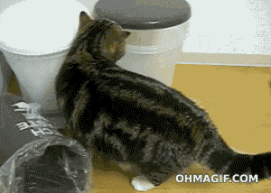 trash can cat GIF