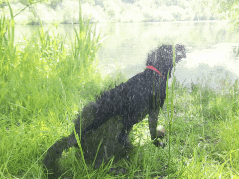 Dog See GIF by bembelliebe.de