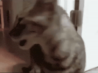 Cat What GIF