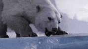 Polar Bear Snow GIF by Facepunch Studios