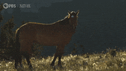 Pbs Nature Horse GIF by Nature on PBS
