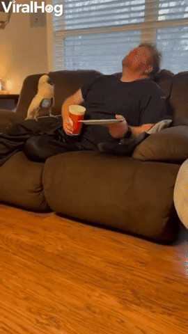 Cockatoo Entertains His Humans
