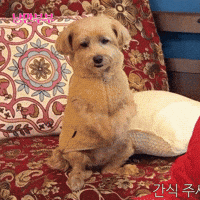 METACOMEDY meme dog hungry pet GIF