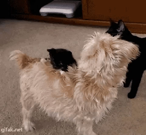 giffunme giphyupload GIF