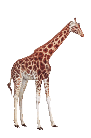 pimpelmees giphyupload tas aap giraf Sticker