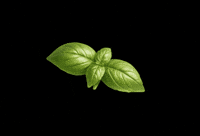 chiron-naturdelikatessen chiron basilikum naturkost naturdeliaktessen GIF