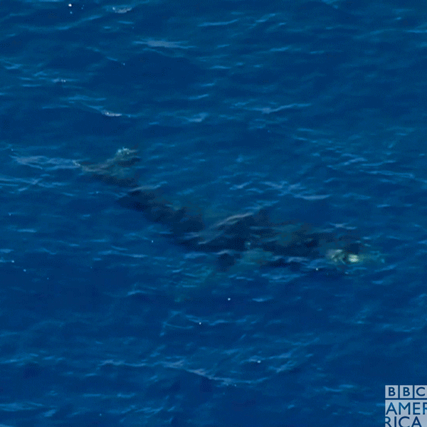 Ocean Wildlife GIF by BBC America
