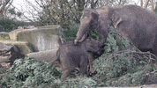 Elephant GIF by ARTIS