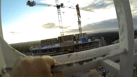 crane GIF