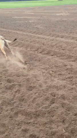 annikakauert giphyupload GIF