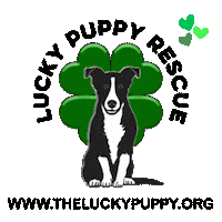 Adopt New York Sticker by Morgan