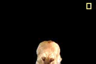 la gatos GIF