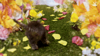 Kitten Exploring
