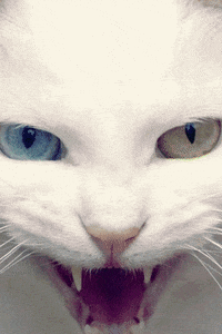 cat vintage GIF