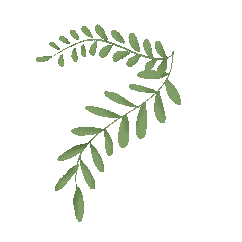 Leaf Leaves Sticker