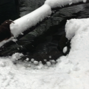 Snow Day Otter GIF by Oregon Zoo