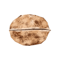 Walnut Sticker by Evoolution