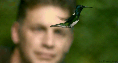 secrets of our living planet hummingbird GIF by Head Like an Orange