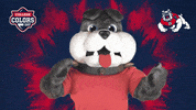 Happy College Sports GIF by College Colors Day