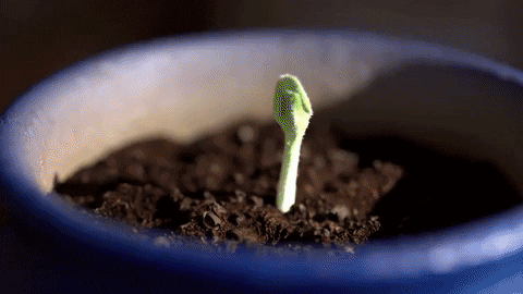 jwang8cb060e0214b459d8b8418cbcec7aa09 giphygifmaker GIF