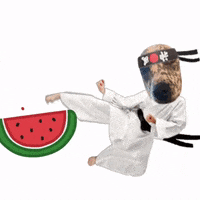 sniffsf dog karate blackbelt sniffsf GIF