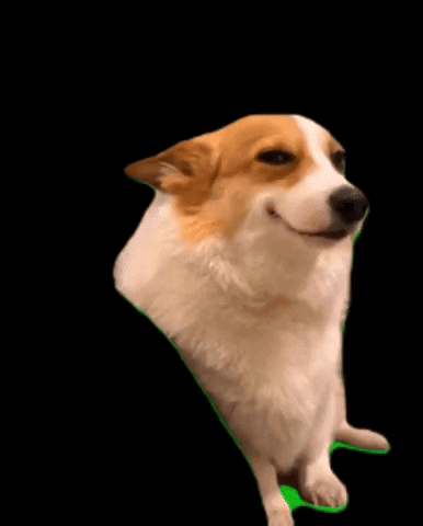 Dog Smile GIF