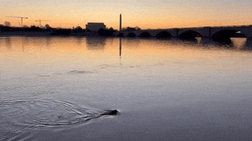 Beaver Swims in Potomac as Sun Rises Over National Mall