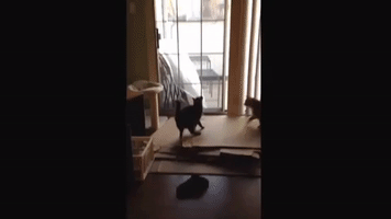 Dori the Cat Viciously Attacks a Fern