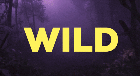 Wild Tiger GIF by CGTraveler - Carlos Garrido - Adventrgram