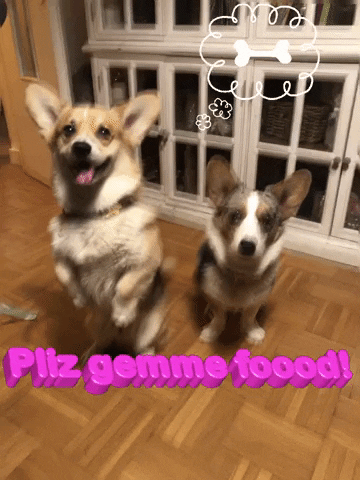 Corgi Doggies GIF by TNCParis