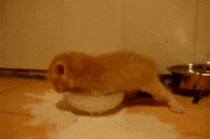 Cat Milk GIF