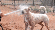 Dog Save Them All GIF by Best Friends Animal Society