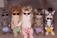 Cats Dancing GIF