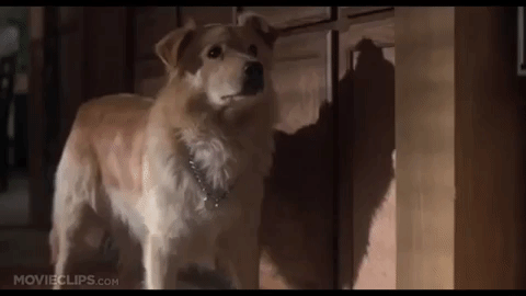 GIF by MANGOTEETH