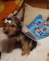 Dogslovers GIF