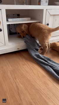 Adorable Puppy Refuses to Accept He's Outgrown Favorite Cozy Spot