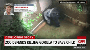 kid gorilla GIF by ViralHog