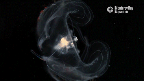 comb jelly jellyfish GIF by Monterey Bay Aquarium