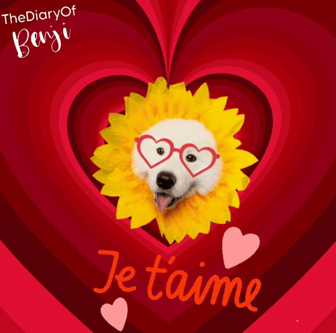 Amour Valentin GIF