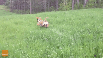 Dog Literally Jumps for Joy in Summer Rain